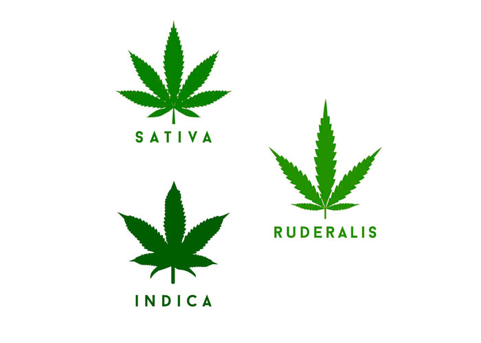 indica, sativa и ruderalis