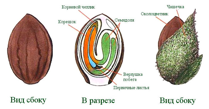 Готовимся к проращиванию старых конопляных семян