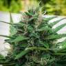 семена конопли почтой Anubis regular Ganja Seeds семена конопли почтой Anubis regular Ganja Seeds