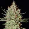 Train Wreck feminised Green House Seeds Train Wreck feminised Green House Seeds