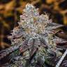 Auto Purple Kush regular Ganja Seeds Auto Purple Kush regular Ganja Seeds