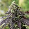 семена конопли гидропоники 707 Headband feminised Humboldt Seeds семена конопли гидропоники 707 Headband feminised Humboldt Seeds