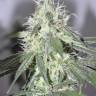 семена конопли дешево 707 Headband feminised Humboldt Seeds семена конопли дешево 707 Headband feminised Humboldt Seeds