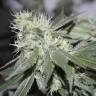 семена индийской конопли 707 Headband feminised Humboldt Seeds семена индийской конопли 707 Headband feminised Humboldt Seeds