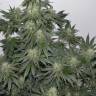 семена конопли в фирменной упаковке 707 Headband feminised Humboldt Seeds семена конопли в фирменной упаковке 707 Headband feminised Humboldt Seeds