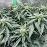семена конопли аутдор Auto AK-48 feminised Nirvana Seeds семена конопли аутдор Auto AK-48 feminised Nirvana Seeds