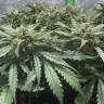 семена конопли скороспелый купить Auto AK-48 feminised Nirvana Seeds семена конопли скороспелый купить Auto AK-48 feminised Nirvana Seeds