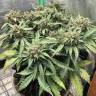 семена конопли гидропоники Auto AK-48 feminised Nirvana Seeds семена конопли гидропоники Auto AK-48 feminised Nirvana Seeds