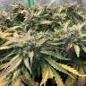 семена конопли дешево Auto AK-48 feminised Nirvana Seeds семена конопли дешево Auto AK-48 feminised Nirvana Seeds
