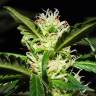 семена конопли аутдор Jacky White feminised Paradise Seeds семена конопли аутдор Jacky White feminised Paradise Seeds