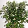 семена конопли гидропоники Jacky White feminised Paradise Seeds семена конопли гидропоники Jacky White feminised Paradise Seeds