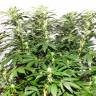 семена конопли дешево Jacky White feminised Paradise Seeds семена конопли дешево Jacky White feminised Paradise Seeds