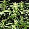 семена конопли с доставкой Jacky White feminised Paradise Seeds семена конопли с доставкой Jacky White feminised Paradise Seeds
