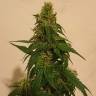 Семена конопли Gelato feminised Ganja Seeds Семена конопли Gelato feminised Ganja Seeds