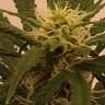 Семена марихуаны Gelato feminised Ganja Seeds Семена марихуаны Gelato feminised Ganja Seeds