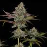 Gelato feminised Ganja Seeds Gelato feminised Ganja Seeds