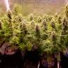 Семена конопли Auto Cinderella Jack feminised Ganja Seeds Семена конопли Auto Cinderella Jack feminised Ganja Seeds