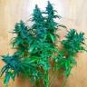 Семена каннабиса Auto Jack feminised GanjaLiveSeeds Семена каннабиса Auto Jack feminised GanjaLiveSeeds