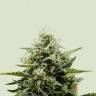 семена конопли отзывы Auto Fat Banana feminised Ganja Seeds семена конопли отзывы Auto Fat Banana feminised Ganja Seeds