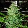 семена конопли аутдор Auto Diesel feminised семена конопли аутдор Auto Diesel feminised