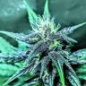 семена конопли гидропоники Auto Diesel feminised семена конопли гидропоники Auto Diesel feminised