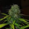 мощные семена конопли Auto Diesel feminised мощные семена конопли Auto Diesel feminised