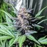 семена конопли интернет магазин Auto Diesel feminised семена конопли интернет магазин Auto Diesel feminised