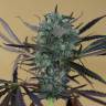 Chemdog feminised Ganja Seeds Chemdog feminised Ganja Seeds