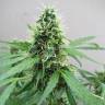 Jack Herer feminised Breeders Community Seeds