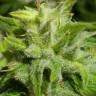 семена конопли Euforia семена конопли Euforia