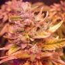 семена конопли феминизированные Lemon Garlic OG feminised Humboldt Seeds семена конопли феминизированные Lemon Garlic OG feminised Humboldt Seeds