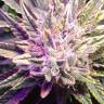 урожайные семена конопли Lemon Garlic OG feminised Humboldt Seeds урожайные семена конопли Lemon Garlic OG feminised Humboldt Seeds