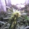 семена конопли с доставкой Auto Blue Mystic feminised Nirvana Seeds семена конопли с доставкой Auto Blue Mystic feminised Nirvana Seeds
