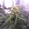 семена индийской конопли Auto Blue Mystic feminised Nirvana Seeds семена индийской конопли Auto Blue Mystic feminised Nirvana Seeds