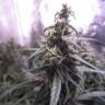 семена конопли автоцвет Auto Blue Mystic feminised Nirvana Seeds семена конопли автоцвет Auto Blue Mystic feminised Nirvana Seeds