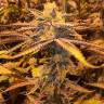 Семена марихуаны Girl Scout Cookies feminised Ganja Seeds Семена марихуаны Girl Scout Cookies feminised Ganja Seeds