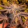 Качественные семена конопли Girl Scout Cookies feminised Ganja Seeds Качественные семена конопли Girl Scout Cookies feminised Ganja Seeds