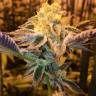 Недорогие семена конопли Girl Scout Cookies feminised Ganja Seeds Недорогие семена конопли Girl Scout Cookies feminised Ganja Seeds