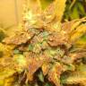 Семена конопли Auto Big Devil 2 feminised GanjaLiveSeeds Семена конопли Auto Big Devil 2 feminised GanjaLiveSeeds