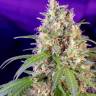 купить семена конопли почтой Crystal Candy feminised Ganja Seeds Fast Version купить семена конопли почтой Crystal Candy feminised Ganja Seeds Fast Version