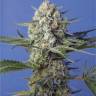 покупка семян конопли Crystal Candy feminised Ganja Seeds Fast Version покупка семян конопли Crystal Candy feminised Ganja Seeds Fast Version