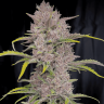купить семена конопли на сайте Auto MIX regular купить семена конопли на сайте Auto MIX regular
