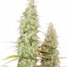 Auto MIX regular Ganja Seeds Auto MIX regular Ganja Seeds