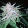 семена конопли скороспелый купить Cool Rasta feminised семена конопли скороспелый купить Cool Rasta feminised