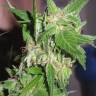 Durban Poison feminised Dutch Passion Seeds Durban Poison feminised Dutch Passion Seeds