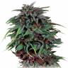 Durban Poison feminised Dutch Passion Seeds Durban Poison feminised Dutch Passion Seeds