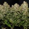 Kali Express feminised Breeders Community Seeds