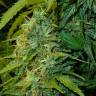 семена сортовой конопли Fast Bud regular Ganja Seeds семена сортовой конопли Fast Bud regular Ganja Seeds