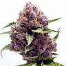 Auto Purple regular Ganja Seeds Auto Purple regular Ganja Seeds