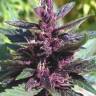 Auto Purple regular Ganja Seeds Auto Purple regular Ganja Seeds